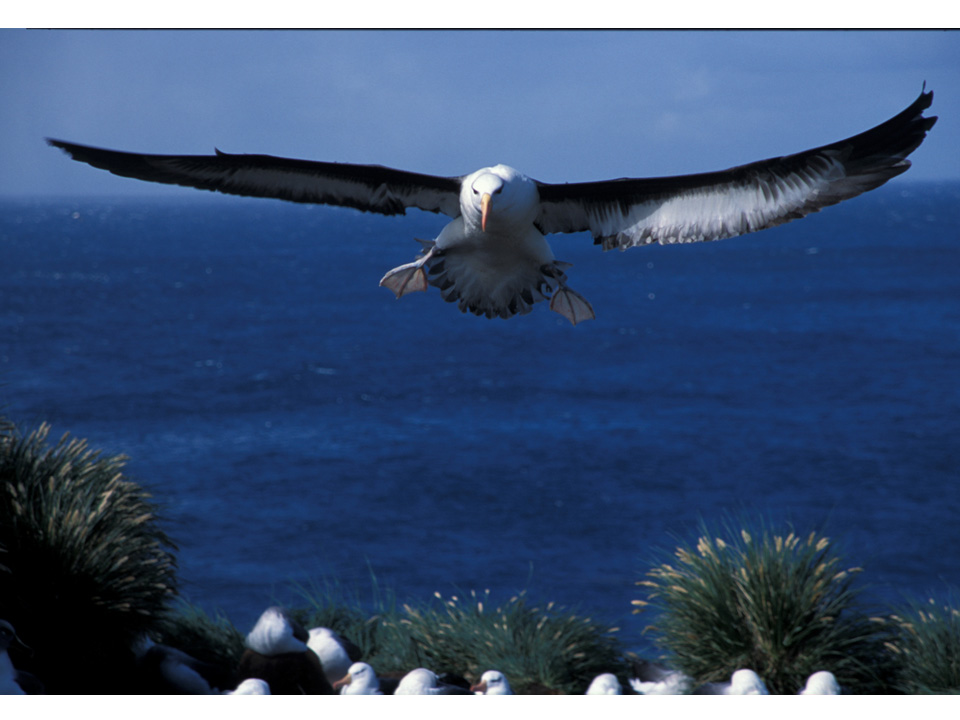 Black-browed albatross returning from sea