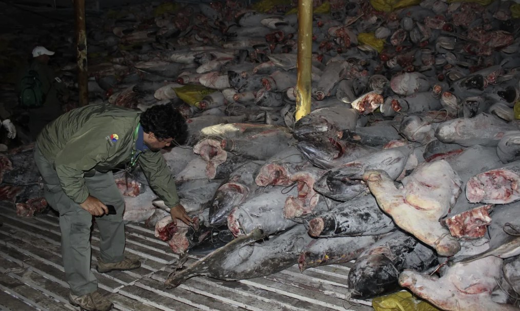 Illegal fishing is indiscriminate, it kills endangered species along with the rest